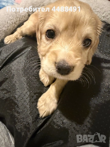 Кокер шпаньол 