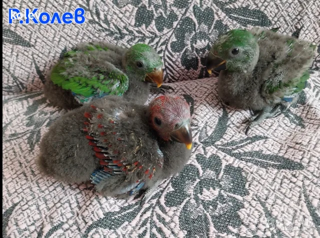 Ръчно хранени папагали Еклектус 