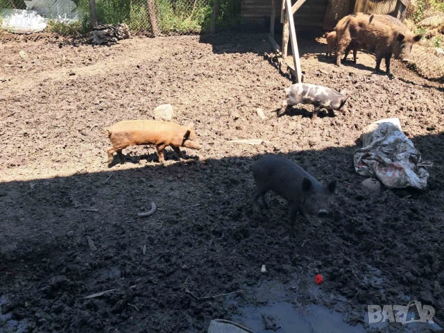 Прасета!!! , снимка 2 - Прасета - 54677225