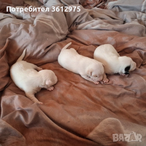 Продават се джакръсел