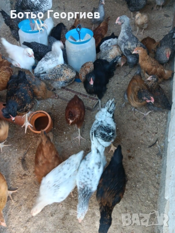 Пилета, снимка 3 - Кокошки и пуйки - 54294983