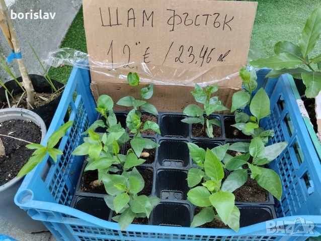Дръвче Шам Фъстък