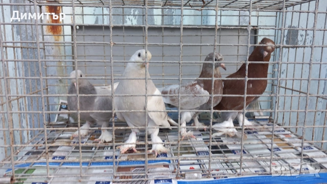 Продавам гълъби Мардини-Турски 