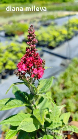 Buddleja dav. Butterfly Candy Little Ruby, снимка 4 - Градински цветя и растения - 54840666