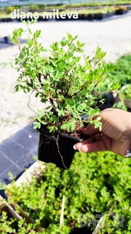 Потентила, Potentilla fruticosa 'Abbotswood', студоустойчива и многогодишна, снимка 8 - Градински цветя и растения - 54795658