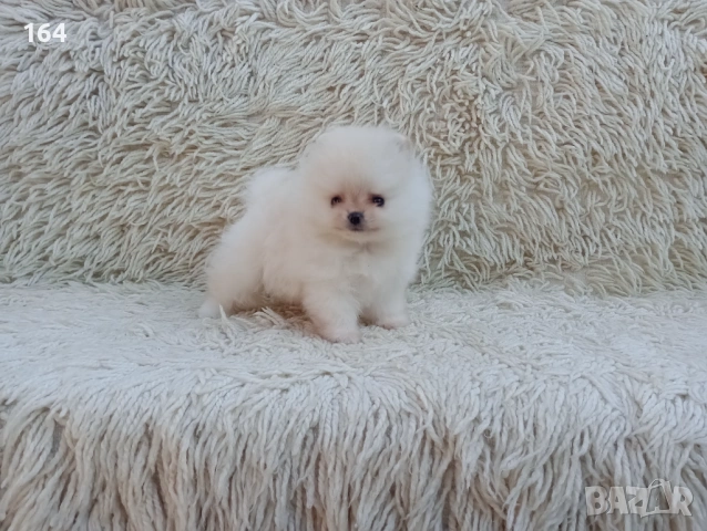 Мъжки Померан. Реални снимки от 06.04.26 г. , снимка 9 - Померан - 54106318