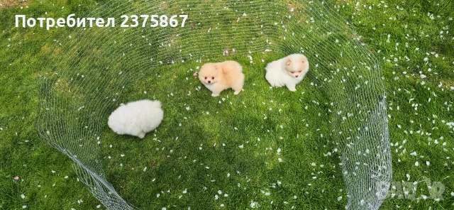 Мъжки и женски померанчета,померан, снимка 4 - Померан - 54238902