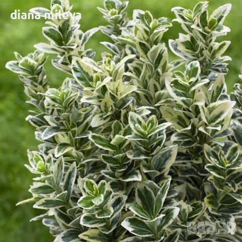Евонимус Браво, Euonymus japonicus Bravo