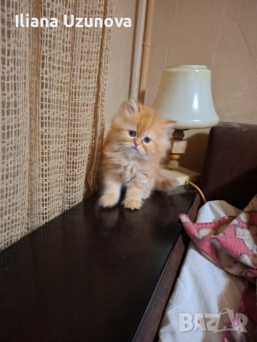 Уникално персийско котенце , снимка 7 - Персийска - 54730781