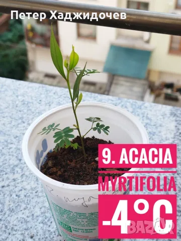Продавам разсад от евкалипт и австралийска акация, снимка 9 - Разсади - 55343085