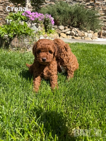 Пудел, снимка 5 - Търси партньор - 54266797