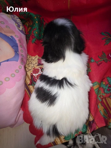 Японски хинчета, снимка 3 - Други - 54248906