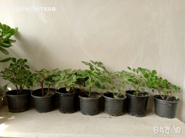Дървото на Парите (Айхризон), с височина около 10 см. , снимка 2 - Стайни растения - 55074912