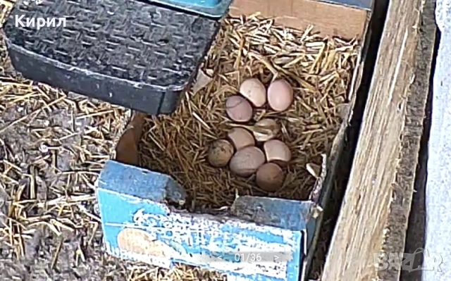 🥚 Домашни яйца от свободно отглеждани кокошки – Пловдив 🐓 , снимка 3 - други­ - 54726146