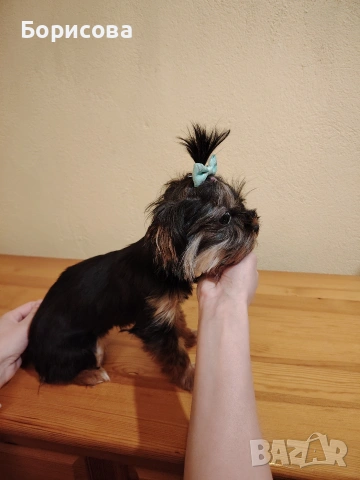 йоркширски териер момиче , снимка 2 - Йоркширски териер - 54337517