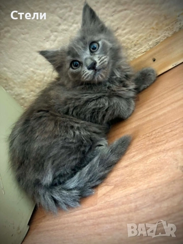 Котенца