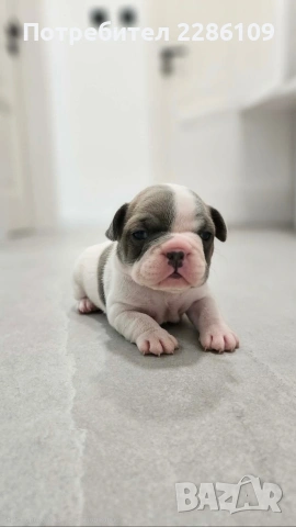 Френски булдог, снимка 5 - Френски булдог - 54149219