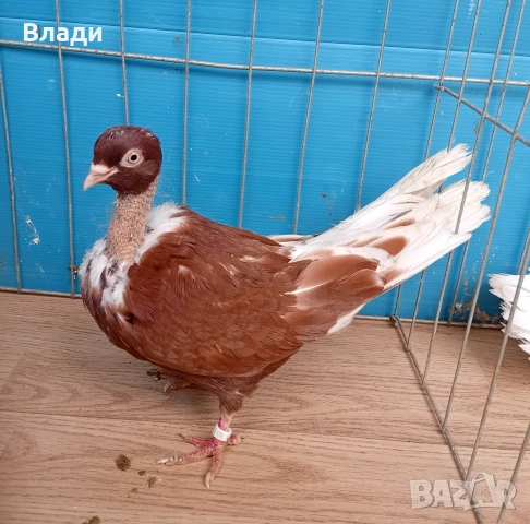 Румънски голошийки