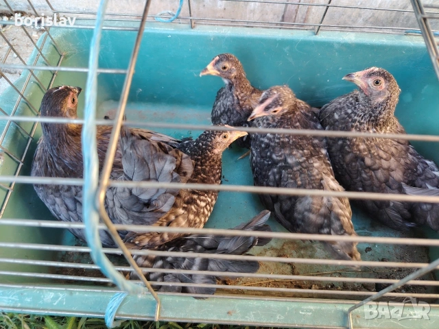 Продавам ярки шабо, снимка 2 - други­ - 55156699