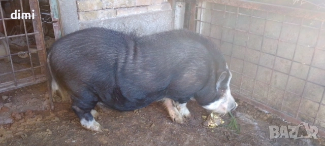 ВИЕТНАМСКО МЪЖКО ПРАСЕ  , снимка 3 - Прасета - 53474669