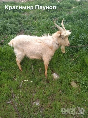 Млад пръч ,на една година ,за дъмъзлък ., снимка 9 - Кози - 54035020