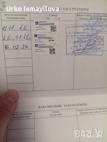 мини йоркширски териер , снимка 7 - Йоркширски териер - 53969630