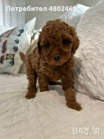 красиви мъжки и женски кученца пудел, снимка 3 - Пудели - 54673010