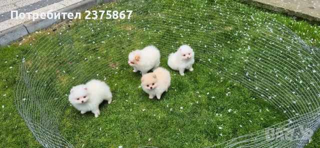 мъжки и женски померанчета,померан, снимка 2 - Померан - 54157495