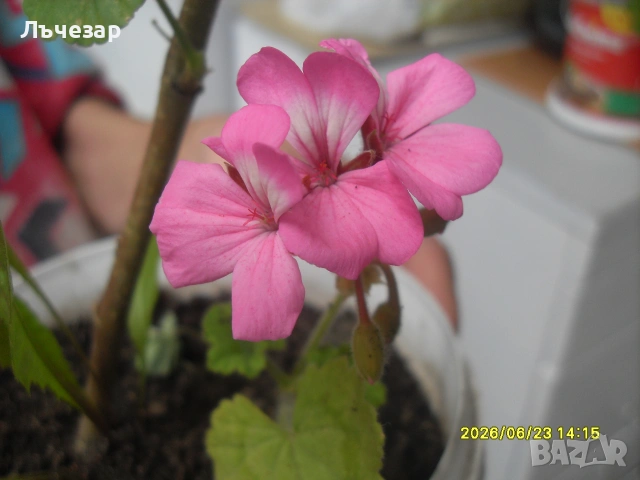 Продавам цвете "МУШКАТО", снимка 3 - Стайни растения - 55014432