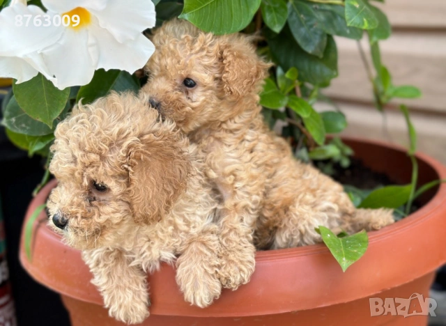 Пудел той , снимка 4 - Пудели - 54325435