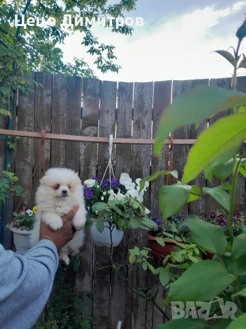померанче мъжко 