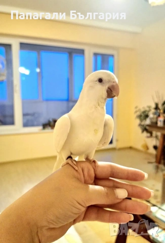 Монахче Албино мутация