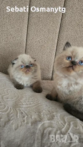 Сладки пухкави котенца, снимка 7 - Чинчили - 54754063
