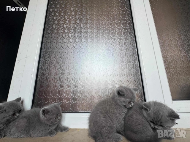 Продавам британски късокосмести котки., снимка 2 - Британска късокосместа - 55148700