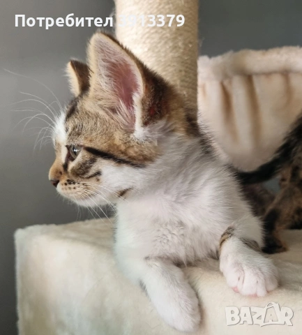 Подарявам мъжки котета!, снимка 2 - Други - 55104848