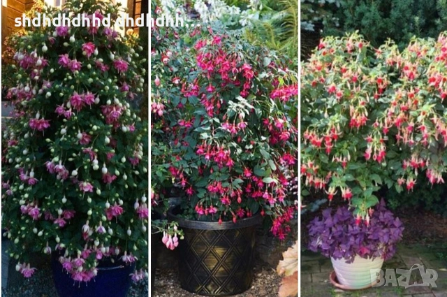 Фуксия Цъфти Целогодишно ! , снимка 2 - Градински цветя и растения - 54316645