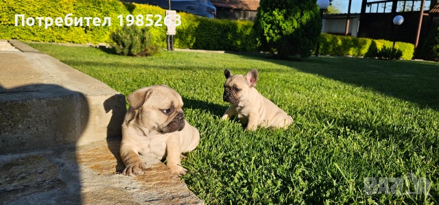 Френски булдог / френски булчета