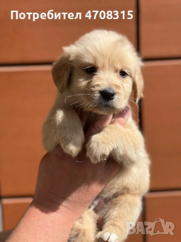 Голдън ретривър момче родословен баща