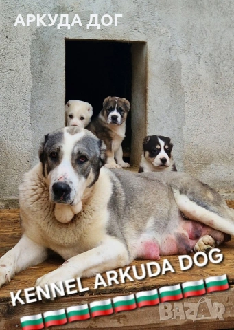 Средноозиатска овчарка, снимка 6 - Други - 54349593