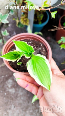 Хоста Франция, Hosta Francee , снимка 5 - Градински цветя и растения - 49756639
