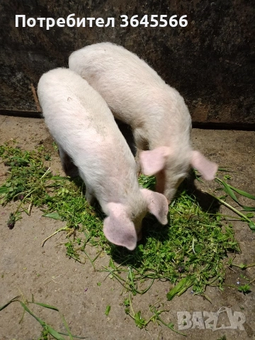 малки прасета, снимка 4 - Прасета - 52900634