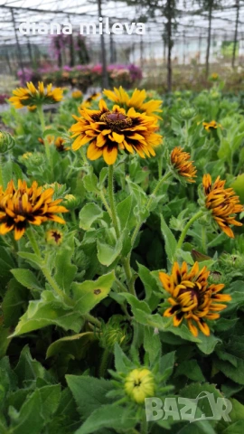 Рудбекия, Rudbeckia hirta pawnee spirit gold black eye, снимка 5 - Градински цветя и растения - 54887629