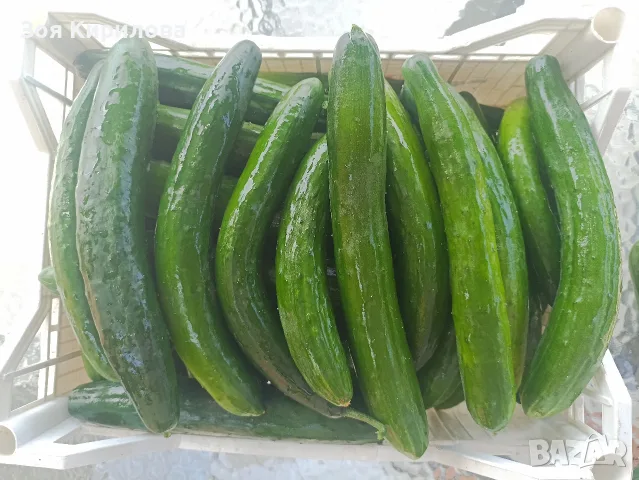 Свежи черита в кутийка , снимка 2 - Домашни продукти - 55347675