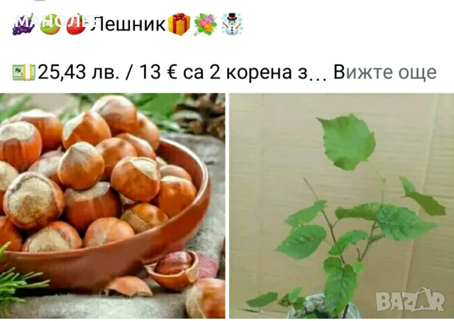 🍇🍒🍇Плодове - разсад 🍓🍎🍏🍋🍒🍇, снимка 6 - Градински цветя и растения - 54427893