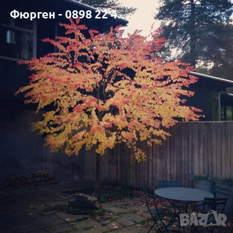 Карамелено дърво (Японска кацура) – Cercidiphyllum japonicum, снимка 7 - Разсади - 54934243