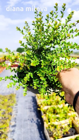 Лоницера, Lonicera nitida Elegant, снимка 4 - Градински цветя и растения - 54512616