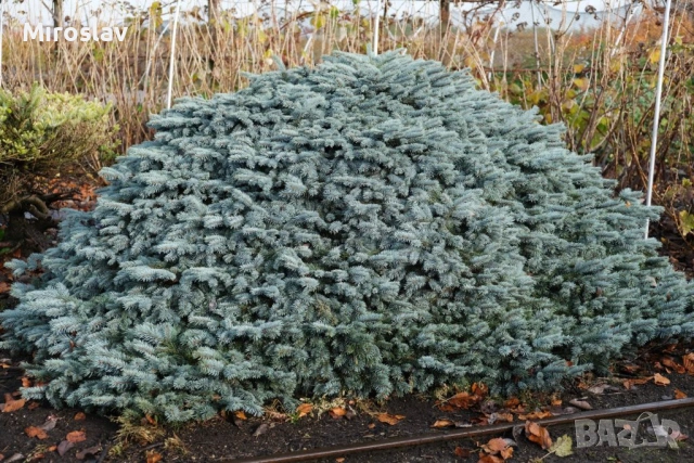 „Карпатски смърч“, снимка 2 - Градински цветя и растения - 54354765
