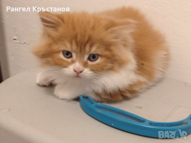 Продавам персийски котенца 