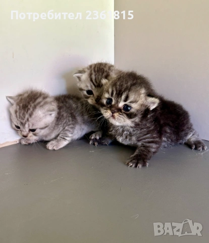 Шотландски котенца, снимка 2 - Британска късокосместа - 54478164