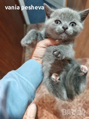 Шотландски и британски котета, снимка 3 - Британска късокосместа - 54546691
